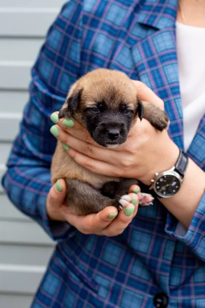 Russia, Moscow. Cute puppy in the hands of on backdrop of jacket