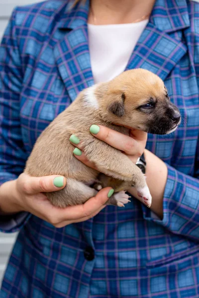 Russia, Moscow. Cute puppy in the hands of on backdrop of jacket