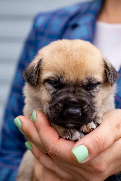 Rusia Moscú Lindo Cachorro Las Manos Fondo Chaqueta — Foto de Stock