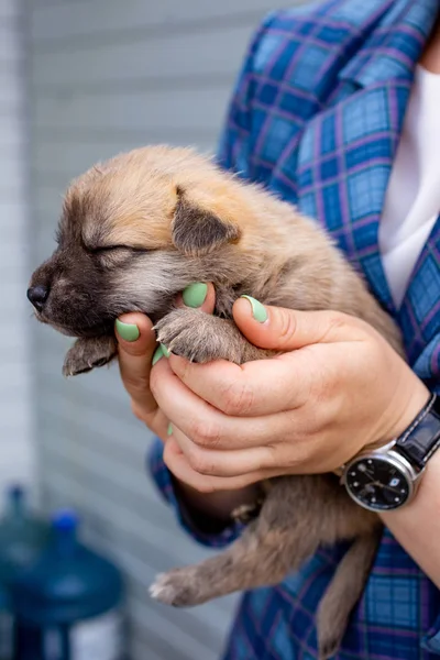 Russia, Moscow. Cute puppy in the hands of on backdrop of jacket