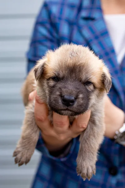 Rusya, Moskova. Ceket zemin üzerinde elinde sevimli köpek yavrusu