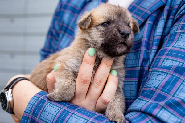 Rússia Moscovo Cãozinho Bonito Nas Mãos Fundo Jaqueta — Fotografia de Stock