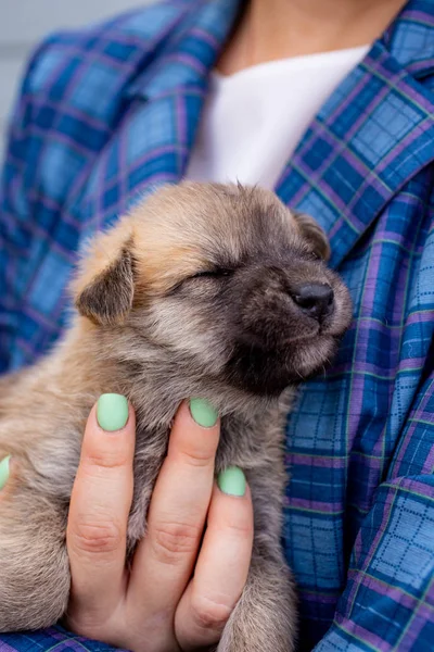 Russia, Moscow. Cute puppy in the hands of on backdrop of jacket