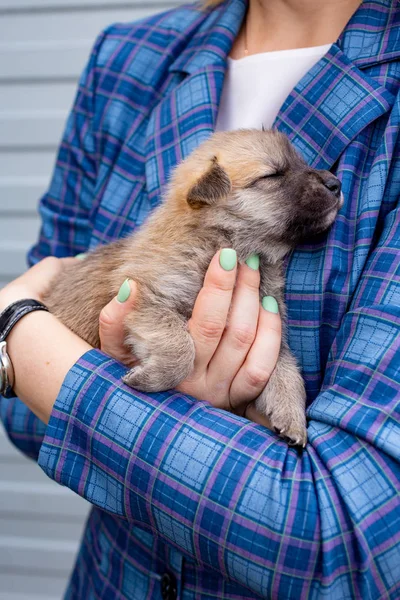 Russia, Moscow. Cute puppy in the hands of on backdrop of jacket