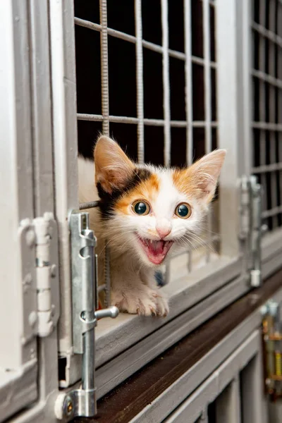 Russland Moskau Obdachloses Kätzchen Käfig Tierheim — Stockfoto