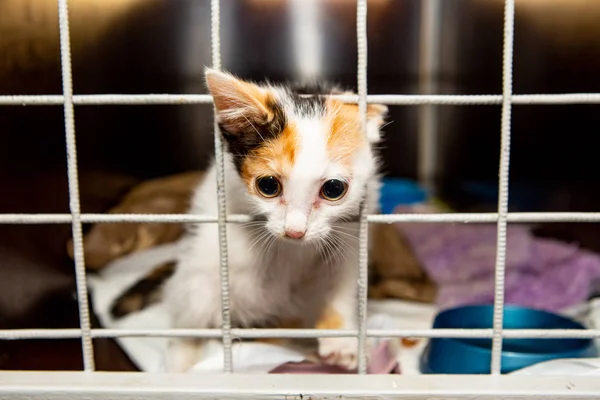 Rusia Moscú Gatito Sin Hogar Una Jaula Refugio Imagen De Stock