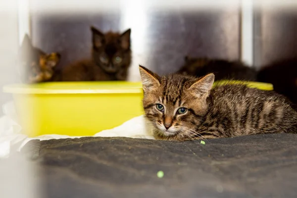 Rusia Moscú Gatito Sin Hogar Una Jaula Refugio Imágenes De Stock Sin Royalties Gratis