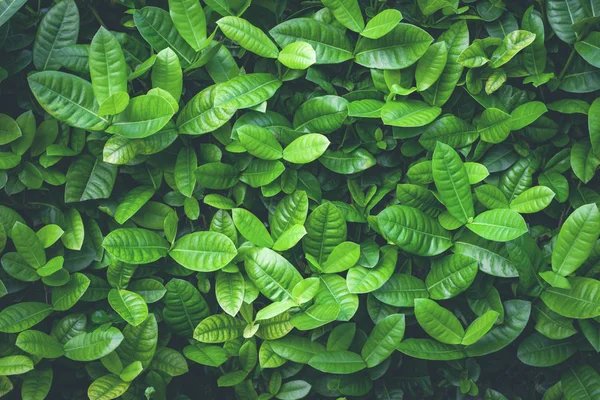 background of green leaves close up 