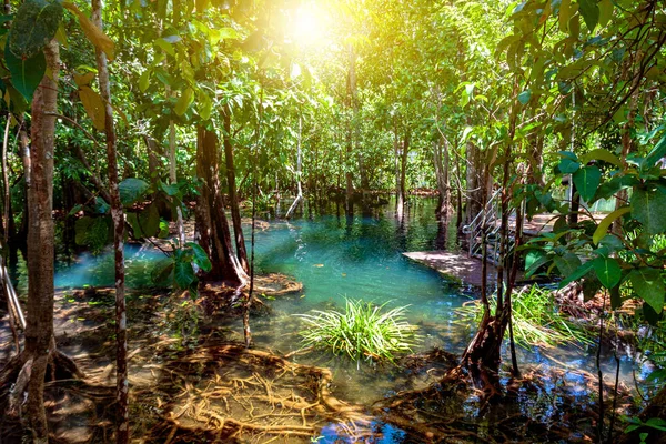 Тапом-Клонгсонгнам Городской лес, мангровые болота Краби, Тайла Стоковое Изображение
