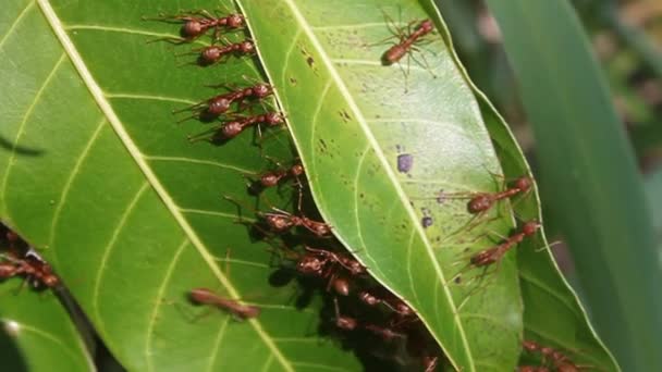 Muchas Hormigas Hoja Verde — Vídeos de Stock