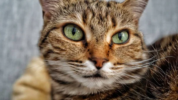 Лісовий Кіт Бурштинові Очі — стокове фото