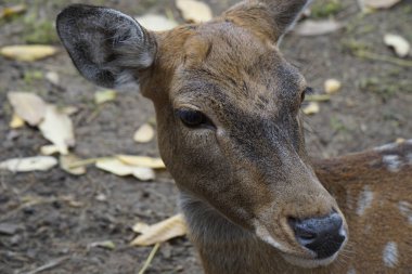 Geyik bana bakıyor.