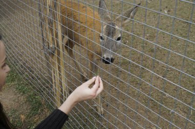 Geyik otla öğle yemeği yemek istiyor.