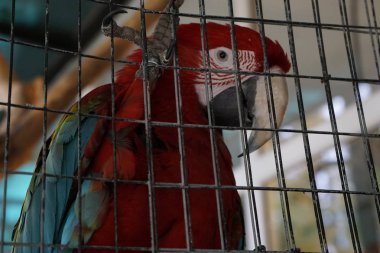 Papağan kameraya neşeyle bakıyor.