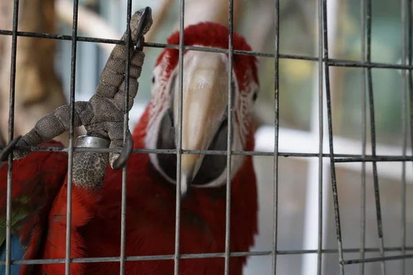 Красный Попугай Показывает Когти — стоковое фото
