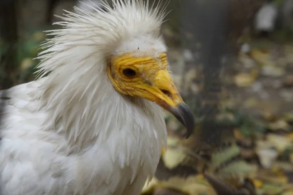 Sólo Pájaro Con Pico Amarillo — Foto de Stock