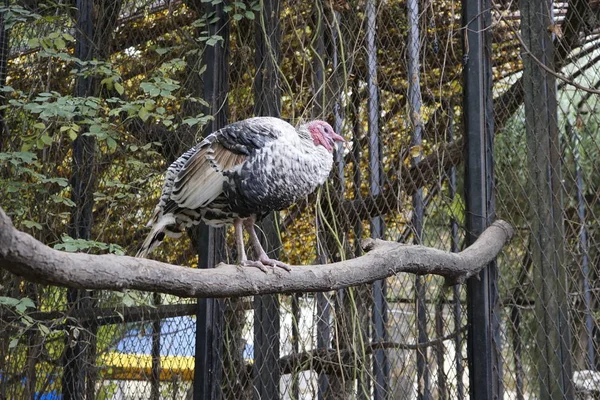 Strange Bird Waiting Sun — Stock Photo, Image