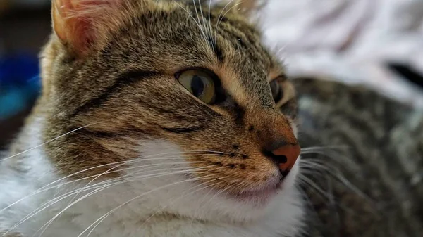 Ojos Gato Orgulloso — Foto de Stock