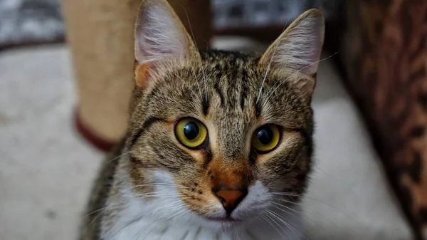 Olhar Profundo Gato Alma — Fotografia de Stock