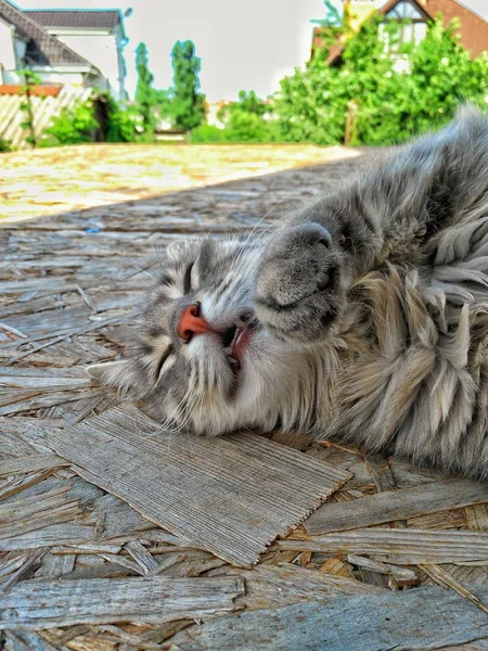 Gato Dormido Terraza — Foto de Stock