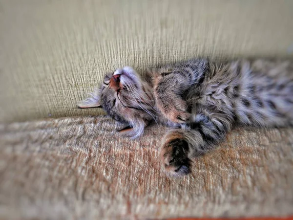 Спящий Котёнок Диване — стоковое фото