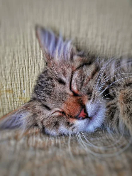 Спящий Лесной Котёнок Диване — стоковое фото
