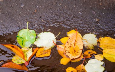 Yaprakları bir su birikintisine, kaldırımda, tatlı suda sonbahar yaprakları yalan.