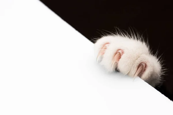 Paw Unei Pisici Unghii Atârnate Suprafață Albă — Fotografie, imagine de stoc