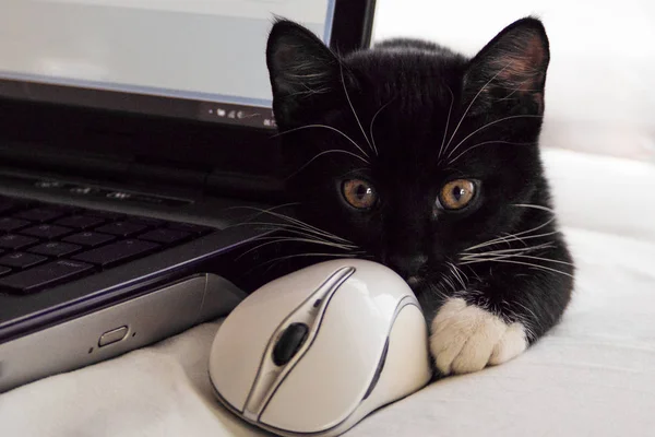 Black and white kitten holds a paw a mouse for the computer. Near a laptop computer. The background is white, blurred