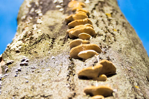 Tree mushrooms close up, grow on a tree in a row. Bottom view. In the background the sky is blurred