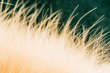 Kürk tilki, alt görünümü, çapraz yeşil bir arka plan üzerinde yatıyor. Yakın çekim