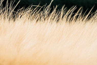 Tilki kürk, yan görünüm, yakın çekim. Doku için arka plan ekran koruyucu