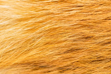 Doku kürk. Fox, lifleri yalan yatay yönde yakın çekim