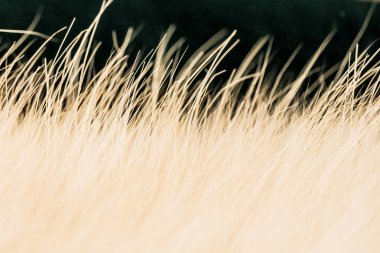 Doku doğal kürk açık renk, yan görünüm, yakın çekim. Doku için arka plan ekran koruyucu