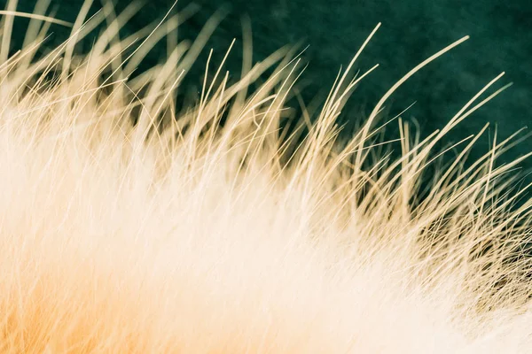 Kürk tilki, alt görünümü, çapraz yeşil bir arka plan üzerinde yatıyor. Yakın çekim