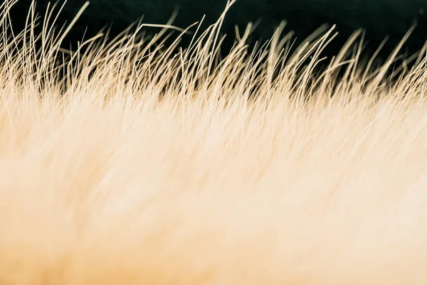 Tilki kürk, yan görünüm, yakın çekim. Doku için arka plan ekran koruyucu