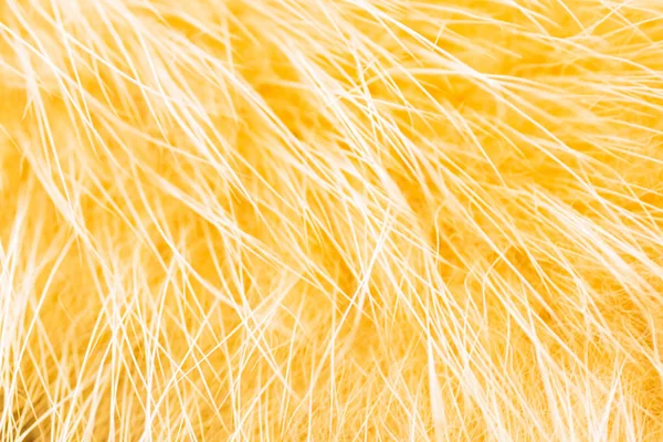 Fox Żółty Naturalne Futra Zbliżenie Pałąk — Zdjęcie stockowe