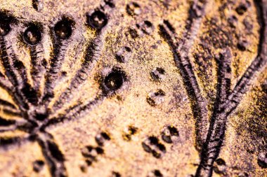 Arka plan doku. Rock şekil şemsiye portre. İnci'nin altın anne. Biraz bulanık siyah arka plan olduğunu