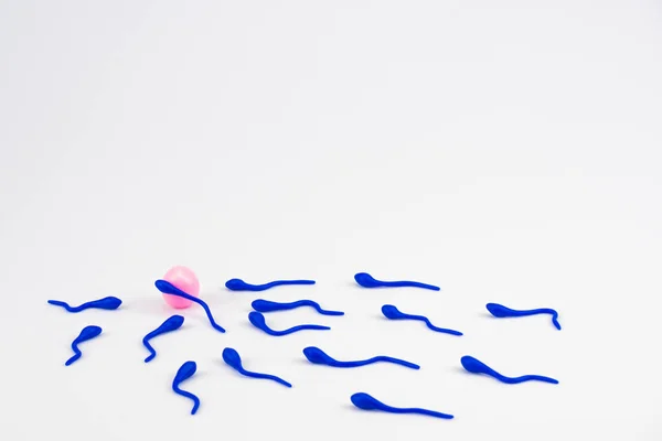 Blue Sperm Cell Fertilizes Pink Egg Group Sperm Cells Swims — Stock Photo, Image