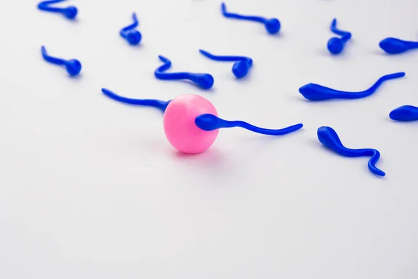 精子和卵子 下一组精子 由精子受精 侧视图 模仿概念 手工制作 背景是白色的 模糊的 签名空间 — 图库照片