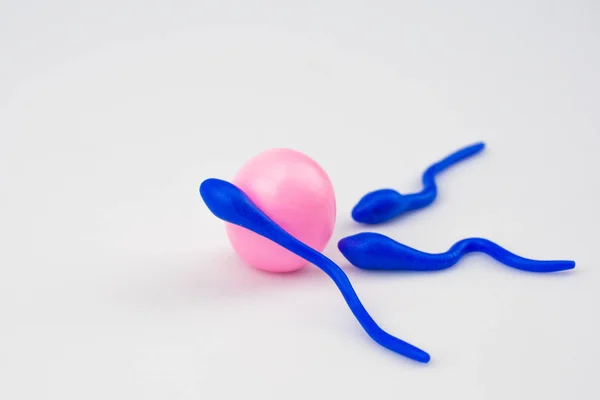 Ovum Esperma Feitos Mão Fechar Fundo Branco Espaço Assinatura — Fotografia de Stock