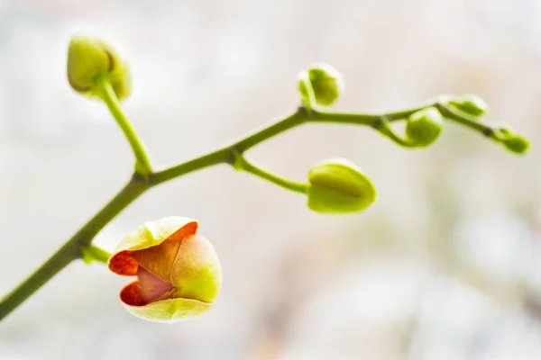 A branch of an orchid before flowering, closeup. Phalaenopsis with young buds on the branch. The flower bud in the spring begins to open on the branch. The background is light, blurred.