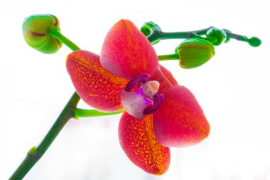 Orkide çiçek tomurcukları ile dal. Kırmızı orkide. Closeup bulanık arka plan ışığı