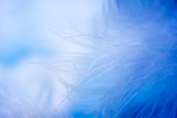 Background to the main of the feathers. The texture of the pen close up. Blue background. Blue feathers. Background blurred