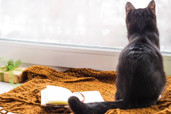 Black cat sits back on the window. The kitten looks out the window, next to the book and a box with a gift. Positive emotions. Close-up. Cat on a knitted scarf. The background is light, blurred