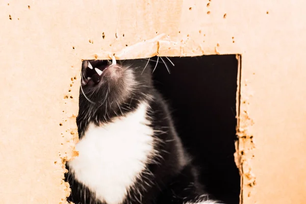 Cutie Nibbles Pisoi Negru Pisică Rătăcită Pisică Neagră Mustață Albă — Fotografie, imagine de stoc
