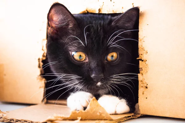 黒い子猫がボックスに座っています 迷い猫 孤独で悲しい 白い足と口ひげ ボックスの穴から覗くと黒い猫 ロイヤリティフリーのストック写真