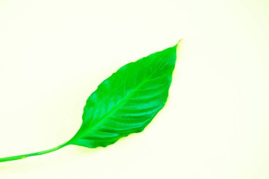 Açık renkli, üstten görünüm çiçek Spathiphyllium yakın çekim yaprak yeşil. Bahar kavramı yakında geliyor