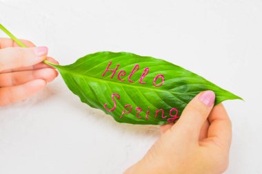 Leaf flower spathiphyllium close-up, with a beautiful signature Hello spring in the hands of a girl, on a light background. Spring concept of greeting in all clipart