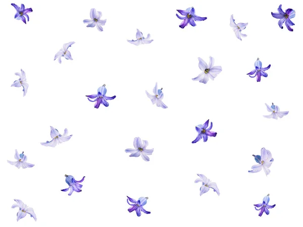 Цветочный Фон Набора Голубых Цветов Гиацинта Изолировать Концепция Весны Марта Стоковое Изображение